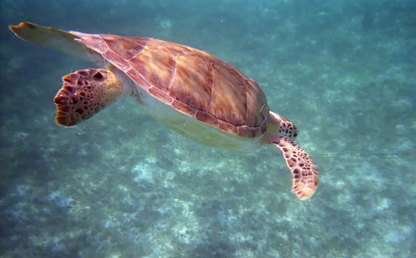 Fujifilm Quicksnap Waterproof One-Time-Use Disposable Film Camera (ISO 800, 27 Exposures)